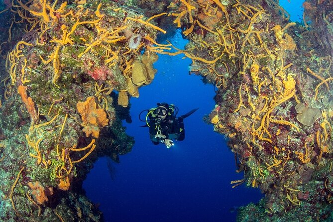 2 dives in Cozumel (for certified divers only) - What the $110 package really covers