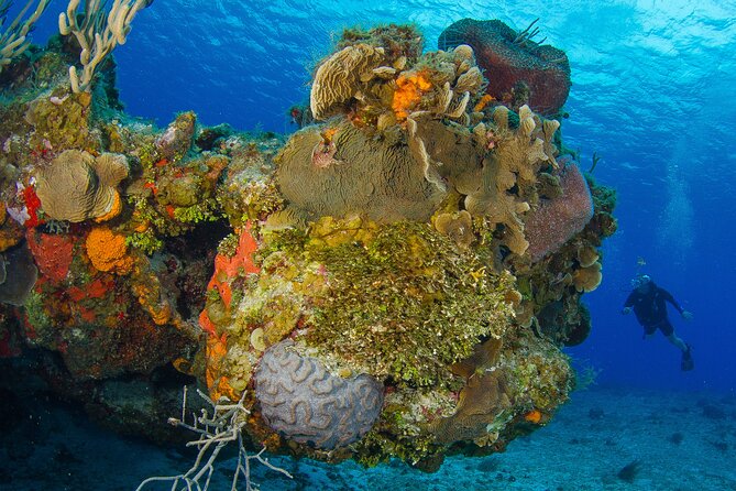 2 dives in Cozumel (for certified divers only) - The first tank: reef formations, fish, and current