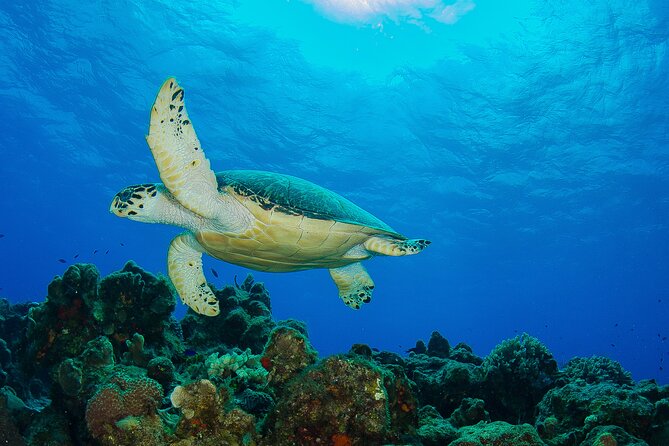 2 dives in Cozumel (for certified divers only) - The surface interval and second tank