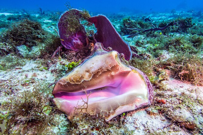2 dives in Cozumel (for certified divers only) - Who should book this Cozumel outing?
