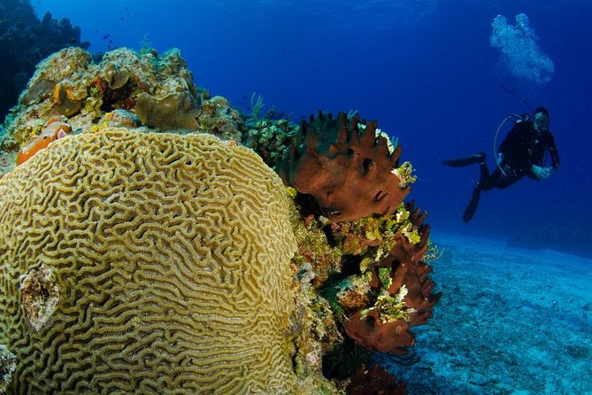 2 dives in Cozumel (for certified divers only) - Getting ready: certification, health, and recent experience