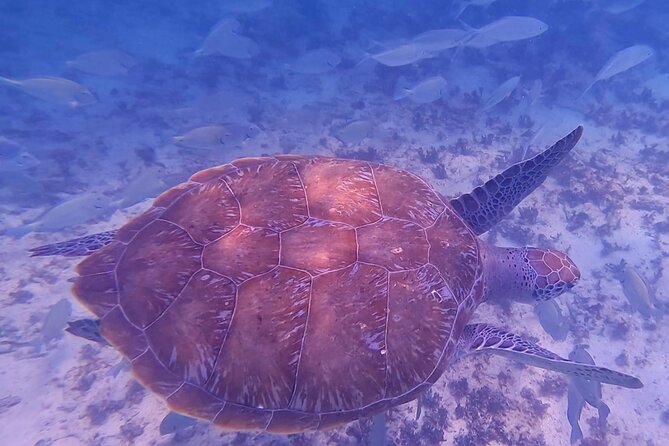 2-Hour Snorkeling in Two Spots of Tulum's Reef - The biggest practical issue: reaching the beach