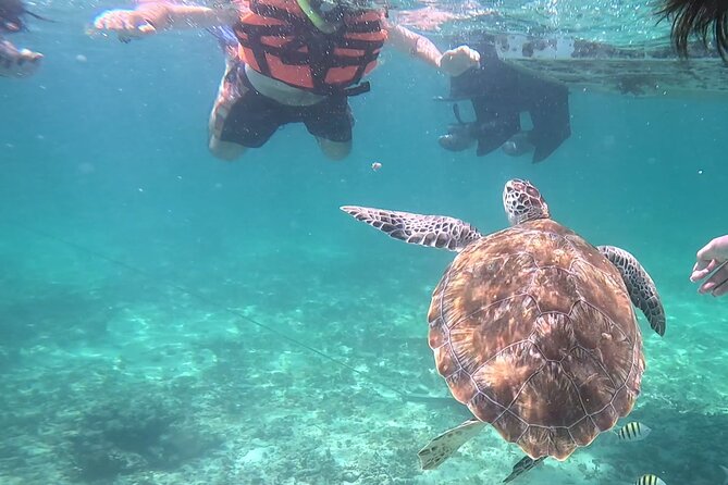 2-Hour Snorkeling in Two Spots of Tulum's Reef - Stop two: coral, reef fish, and a change of pace