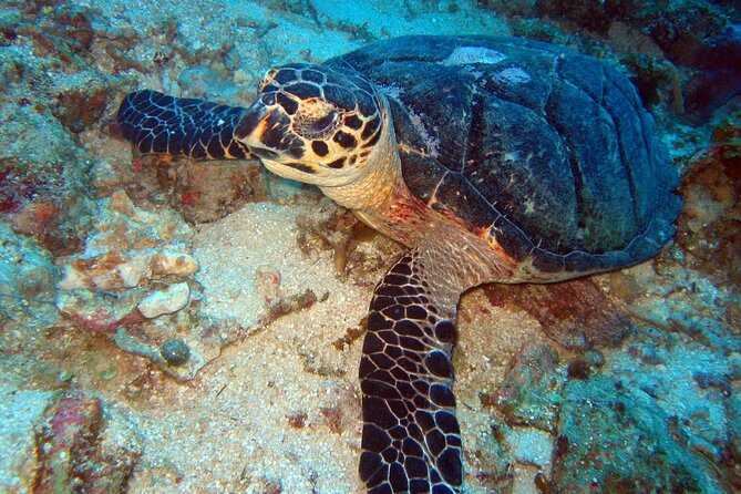 2 Tank Boat Dives for Certified Divers - Marine life around Acapulco
