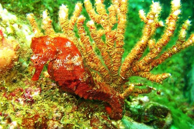 2 Tank Boat Dives for Certified Divers - What the boat morning feels like