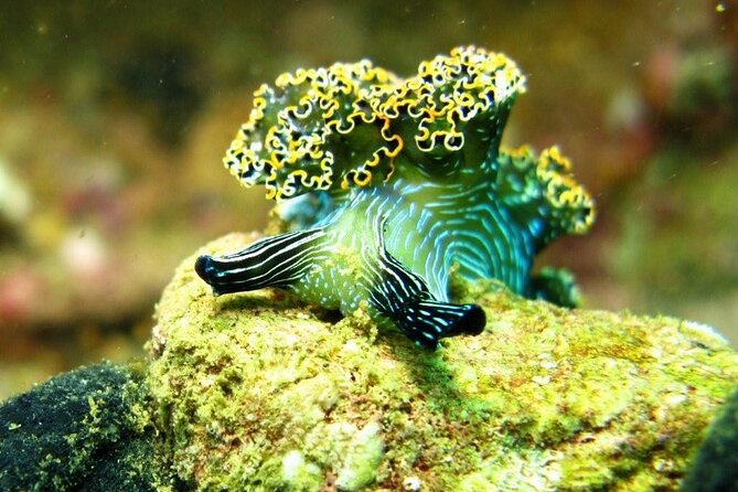 2 Tank Boat Dives for Certified Divers - The real value of the included package