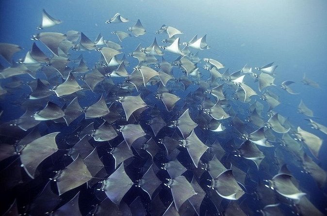 2 Tank Dive - Certified Divers (Santa Maria Bay & Chileno Bay) - A Small Group With a Personal Feel