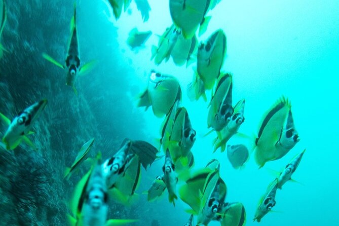 2 Tank Dive - Certified Divers (Santa Maria Bay & Chileno Bay) - Is $140 a Fair Price?