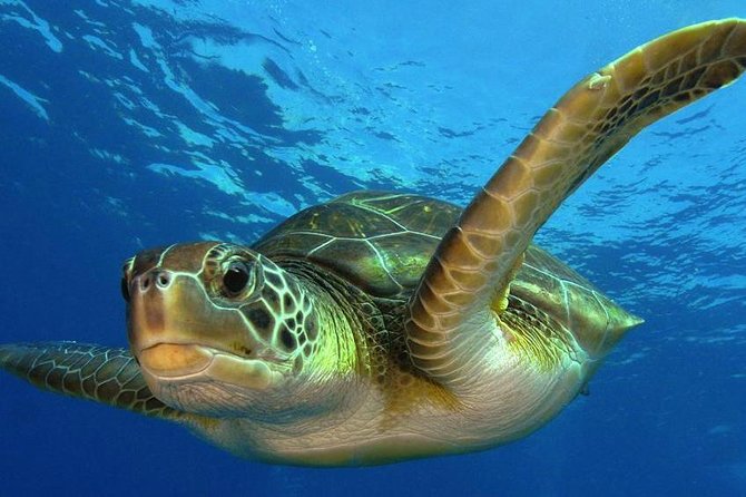 2 Tank Dive (for certified divers) - Costa Maya’s reef is the real reason to go