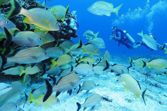 2 Tank Dive (for certified divers) - What you might see below the surface