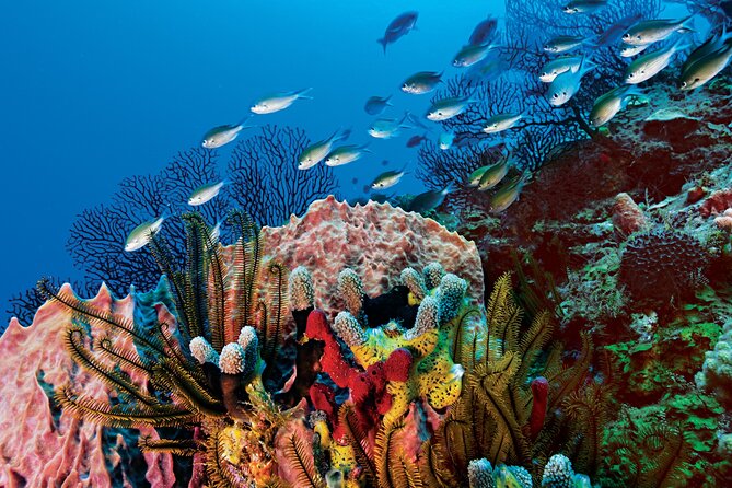 2 Tank Dive (for certified divers) - Who will get the most from this trip