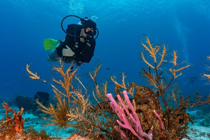 2 Tank Morning Dive: Scuba Diving in Cozumel - Second reef: more fish, more current, or a gentler route