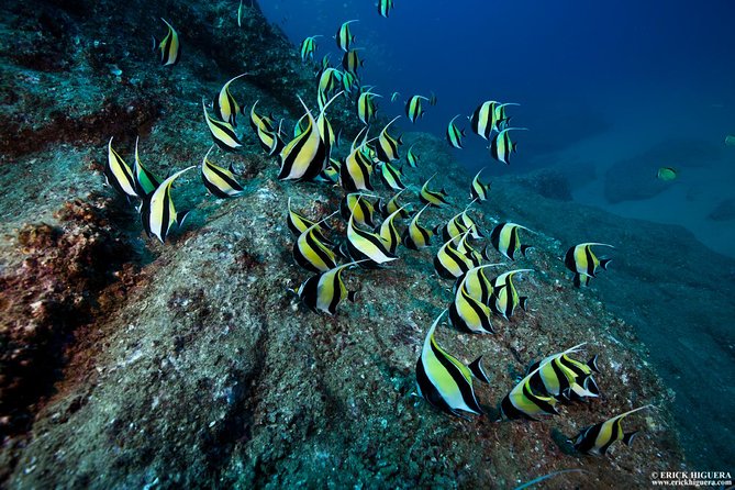 2-Tank Scuba Dive in Cabo San Lucas Reserve for Certified Divers - Key Points Before You Book