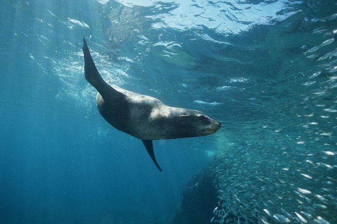2-Tank Scuba Dive in Cabo San Lucas Reserve for Certified Divers - Why Cabo’s Bay Works So Well for a Short Scuba Trip