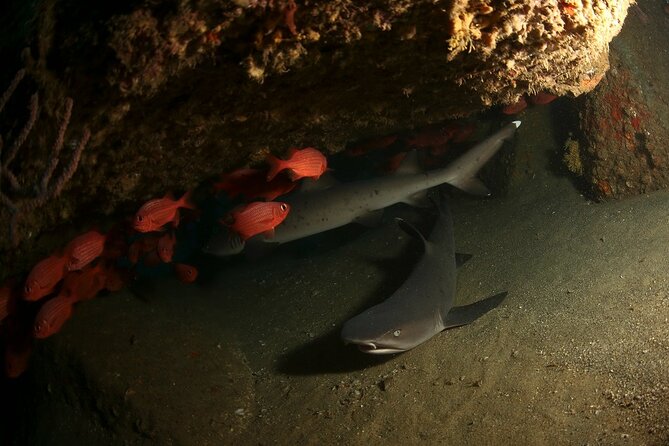 2-Tank Scuba Dive in Cabo San Lucas Reserve for Certified Divers - First Tank: Rock Walls, Sand Falls, and Sea Lions