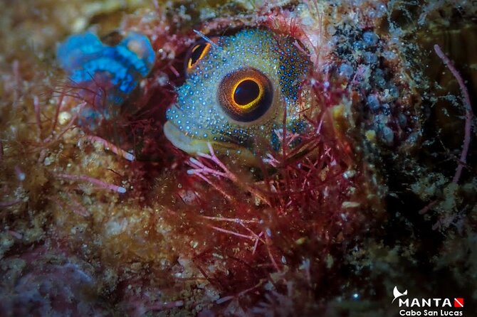 2-Tank Scuba Dive in Cabo San Lucas Reserve for Certified Divers - Between Tanks: Cabo’s Famous Shoreline