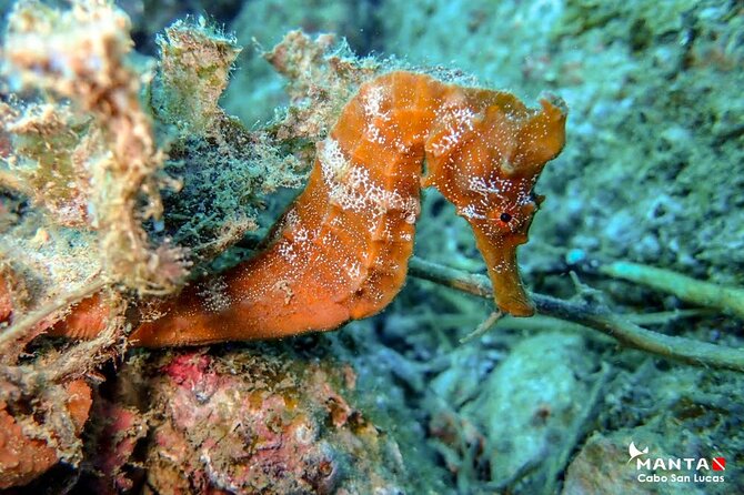 2-Tank Scuba Dive in Cabo San Lucas Reserve for Certified Divers - Guides Who Make the Difference