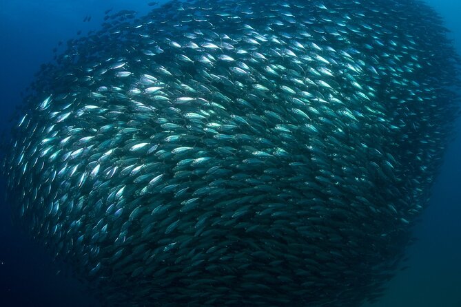 2-Tank Scuba Dive in Cabo San Lucas Reserve for Certified Divers - Safety, Comfort, and Equipment Costs