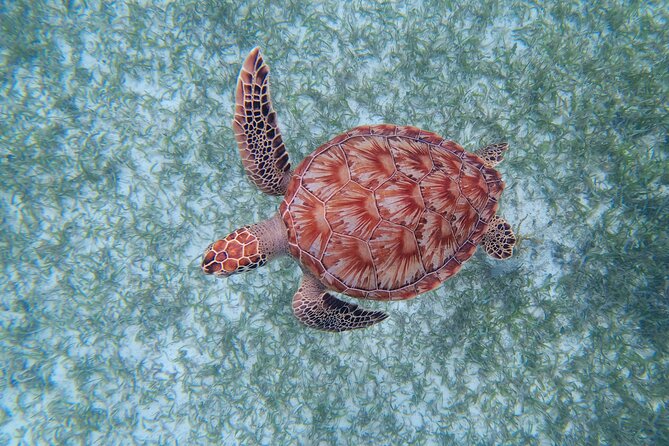 3 Hour Costa Maya Snorkeling Excursion - La Leyenda ECO-TOURS - Snacks, drinks, and the return to shore