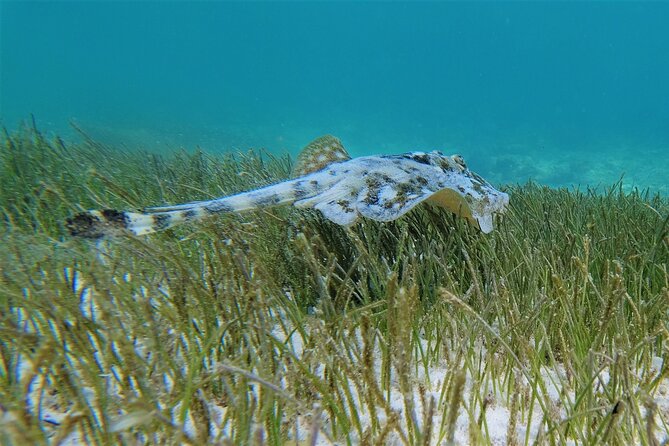 3 Hour Costa Maya Snorkeling Excursion - La Leyenda ECO-TOURS - Is $77.66 a good value?