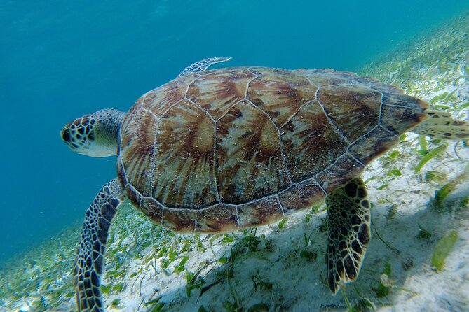 3 Hour Costa Maya Snorkeling Excursion - La Leyenda ECO-TOURS - Families, older adults, and first-time snorkelers