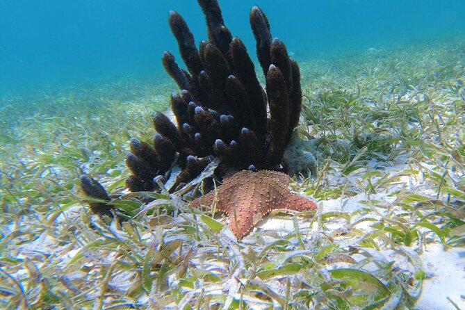 3 Hour Costa Maya Snorkeling Excursion - La Leyenda ECO-TOURS - Boarding the 25-foot panga