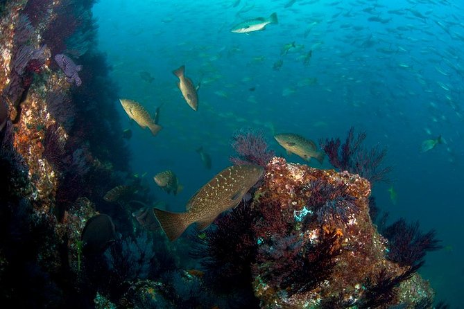 3-Tank Scuba in Marine Reserve and Corridor for Certified Divers - Why one morning covers so much of Cabo