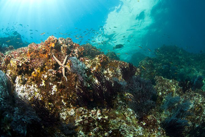 3-Tank Scuba in Marine Reserve and Corridor for Certified Divers - Wildlife is the star, but nature sets the schedule