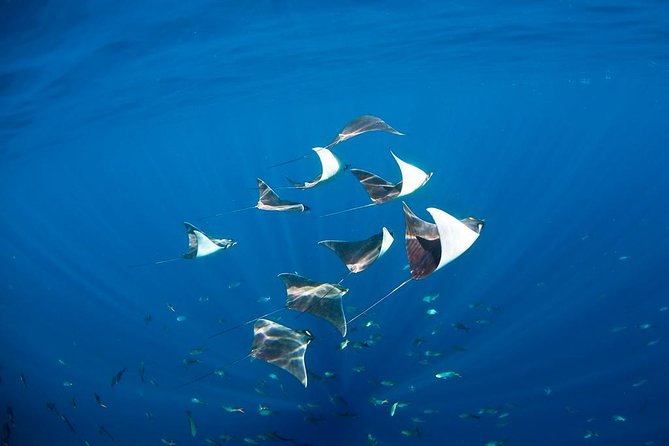 3-Tank Scuba in Marine Reserve and Corridor for Certified Divers - Guide care and how the boat operation works