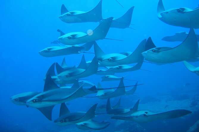 3-Tank Scuba in Marine Reserve and Corridor for Certified Divers - Gear, weights, sandwiches, and the real price