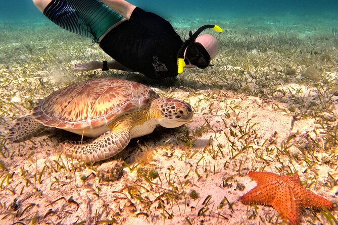 4 Hour Cozumel Turtle Sanctuary Experience on a Luxury Catamarán - Meeting downtown or joining from a cruise port