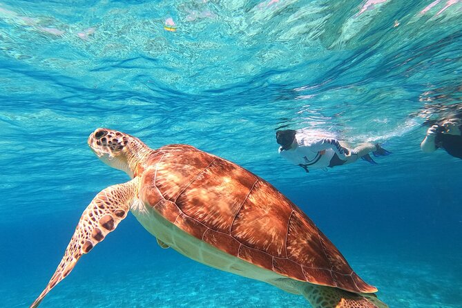 4 Hour Cozumel Turtle Sanctuary Experience on a Luxury Catamarán - Cielito, snacks, and drinks in waist-deep water