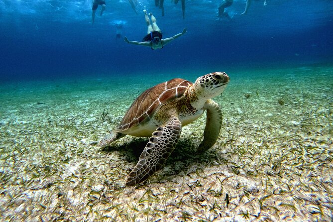 4 Hour Cozumel Turtle Sanctuary Experience on a Luxury Catamarán - Sailing south along Cozumel’s western shore