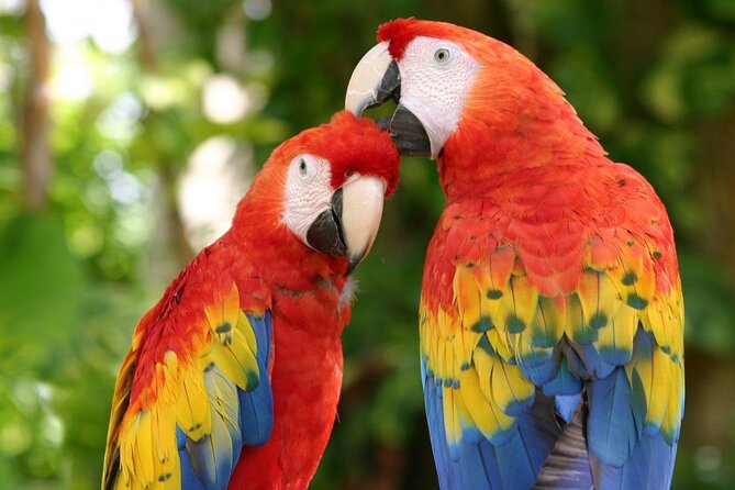 4-in-1 Cenote Tour Guided Experience with Breakfast, Lunch & Wine - K’aak’, the open Fire Cenote