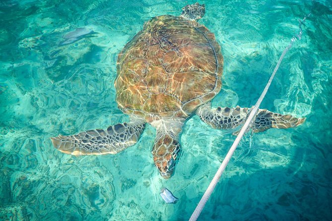 4H Lux 40' Catamaran All-Inclusive in Tulum and Playa del Carmen. - Booking details worth handling early