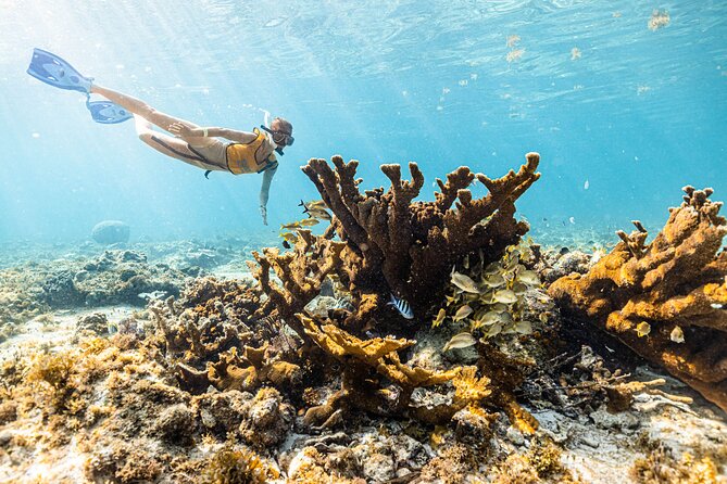 5-in-1 Cancun Snorkeling: Turtles, Reef, Musa, Shipwreck, Cenote - Guides Make The Difference
