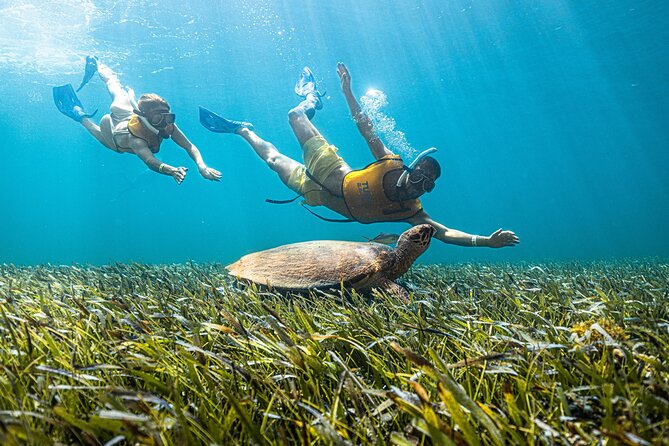 5-in-1 Cancun Snorkeling: Turtles, Reef, Musa, Shipwreck, Cenote - Reef Fish In Shallow Caribbean Water