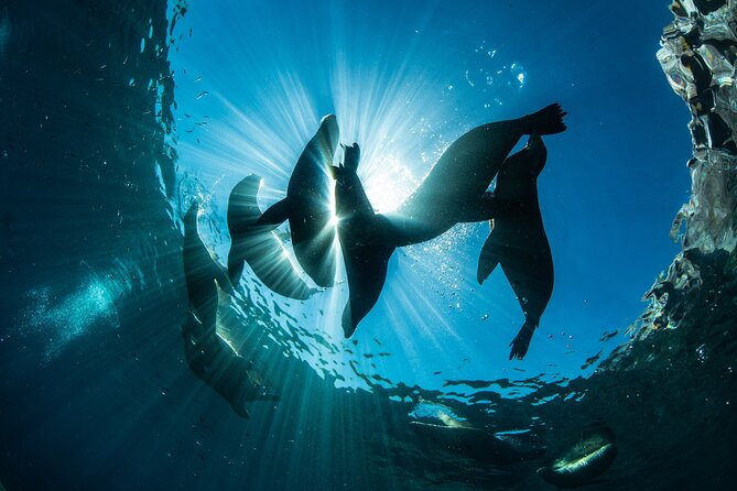 Adventure to Espiritu Santo Island: Snorkel with Sea Lions and Beach - Los Islotes and the sea lion encounter
