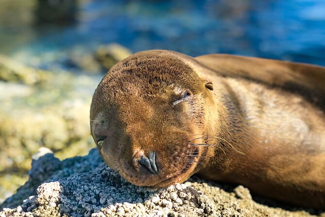 Adventure to Espiritu Santo Island: Snorkel with Sea Lions and Beach - Beach lunch on Espiritu Santo