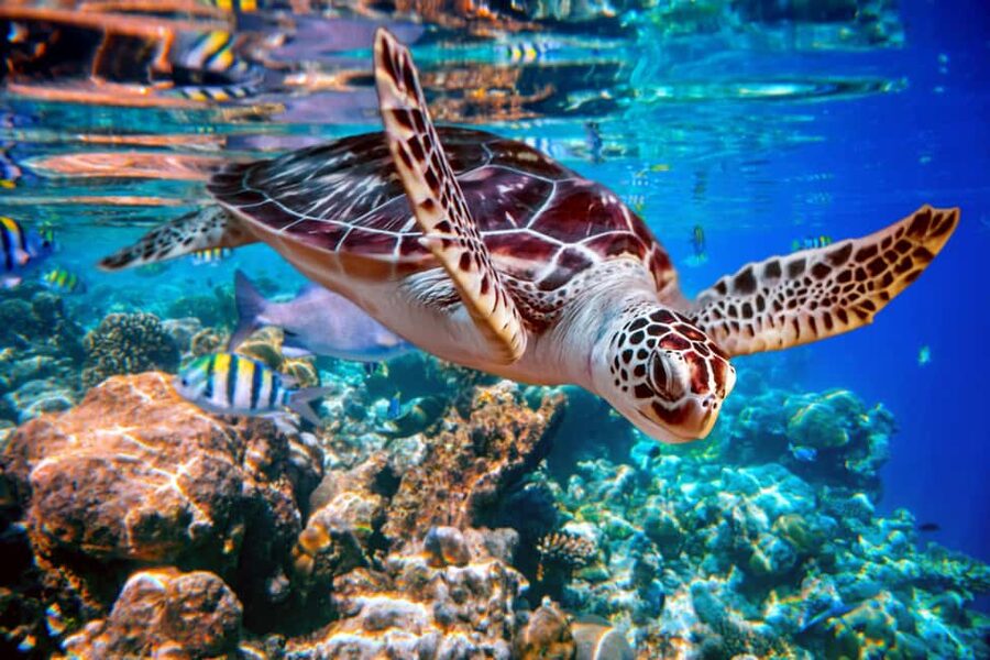 Akumal: Snorkel with Marine Fauna and an Expert Guide - The guided swim through Akumal Bay