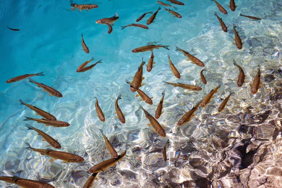 Akumal: Snorkel with Marine Fauna and an Expert Guide - What the $45 price really gets you