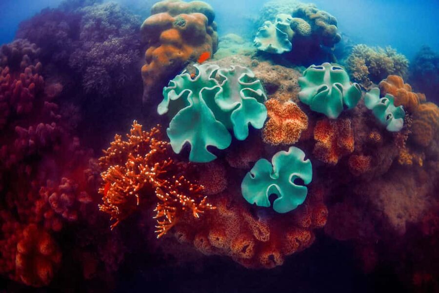 Akumal: Snorkel with Marine Fauna and an Expert Guide - Beach time after the snorkeling