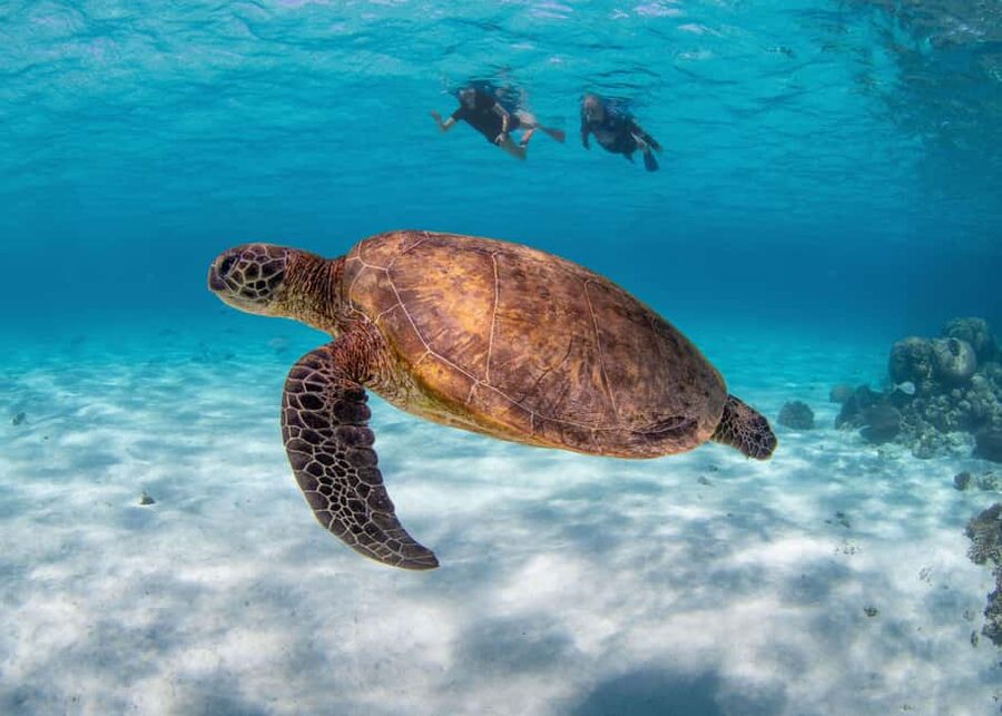 Akumal: Snorkel with Marine Fauna and an Expert Guide - Who should book this Akumal tour?