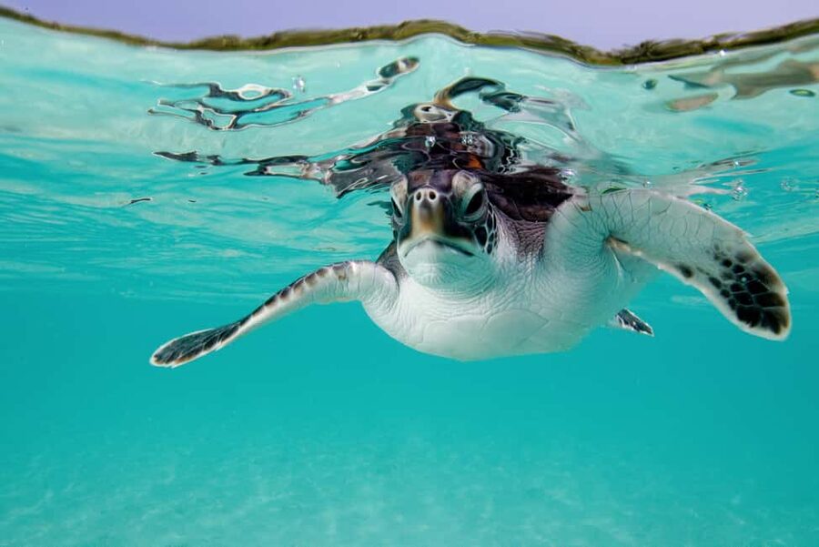 Akumal: Snorkel with Marine Fauna and an Expert Guide - Seven practical ways to enjoy it more