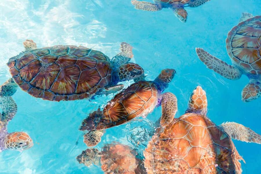 Akumal: Snorkel with Marine Fauna and an Expert Guide - Getting ready inside Tsúuk Akumal Natural Park