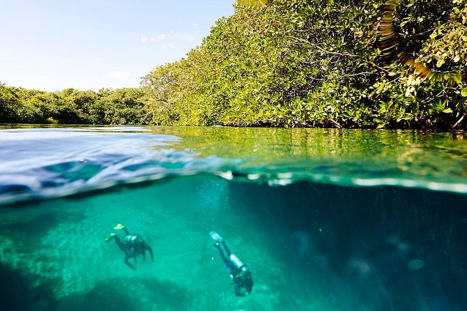 Amazing beginner dive in Tulum cenote (or refresher dive) - What you see below the mangrove roots
