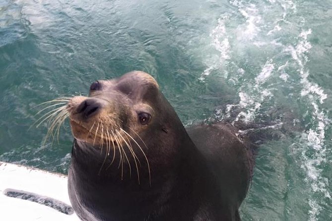 Arch Tour with Amazing Captain in Cabo San Lucas - The rectangular glass window and marine life