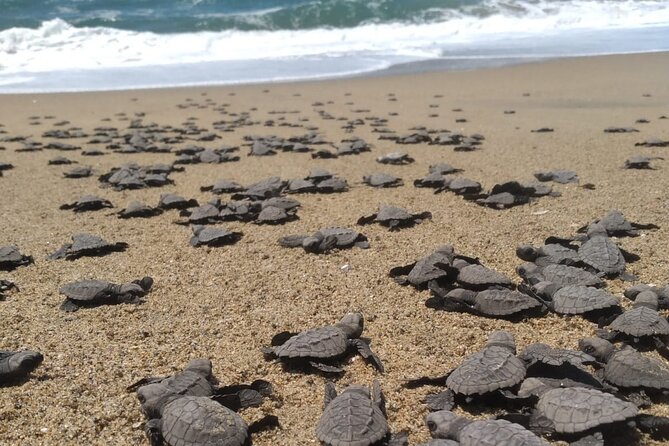 Baby Sea Turtle Releasing Sightseeing Tour with Luis de la Maza - Key points at a glance