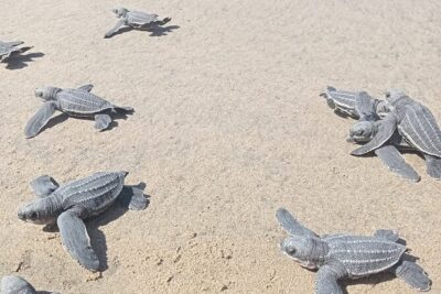 Baby Sea Turtle Releasing Sightseeing Tour with Luis de la Maza