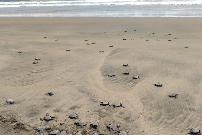 Baby Sea Turtle Releasing Sightseeing Tour with Luis de la Maza - Watching the hatchlings surface